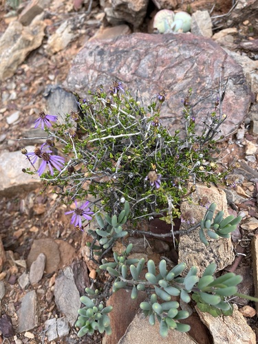 Image of Felicia filifolia by (c) Dave U, some rights reserved (CC BY-SA)
