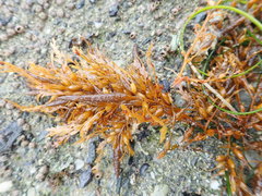 Sargassum horneri