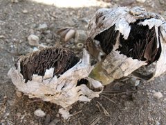 Agaricus texensis image