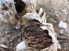 Agaricus texensis image