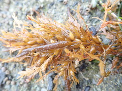 Sargassum horneri