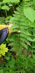 Dryopteris × triploidea