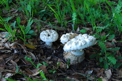 Amanita magniverrucata image