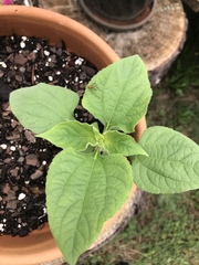 Tithonia rotundifolia