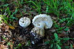 Amanita magniverrucata image