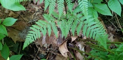 Dryopteris × triploidea