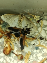 Trichopoda pictipennis