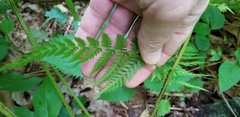 Dryopteris × triploidea