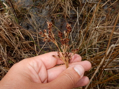 Juncus trigonocarpus