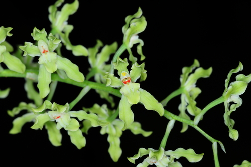 Gomesa crispa