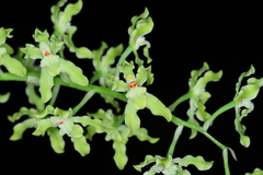 Gomesa crispa
