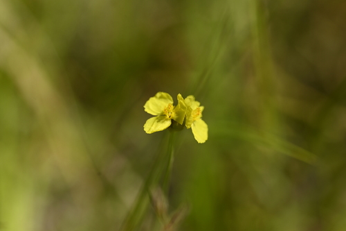Xyris indica, photograph 1