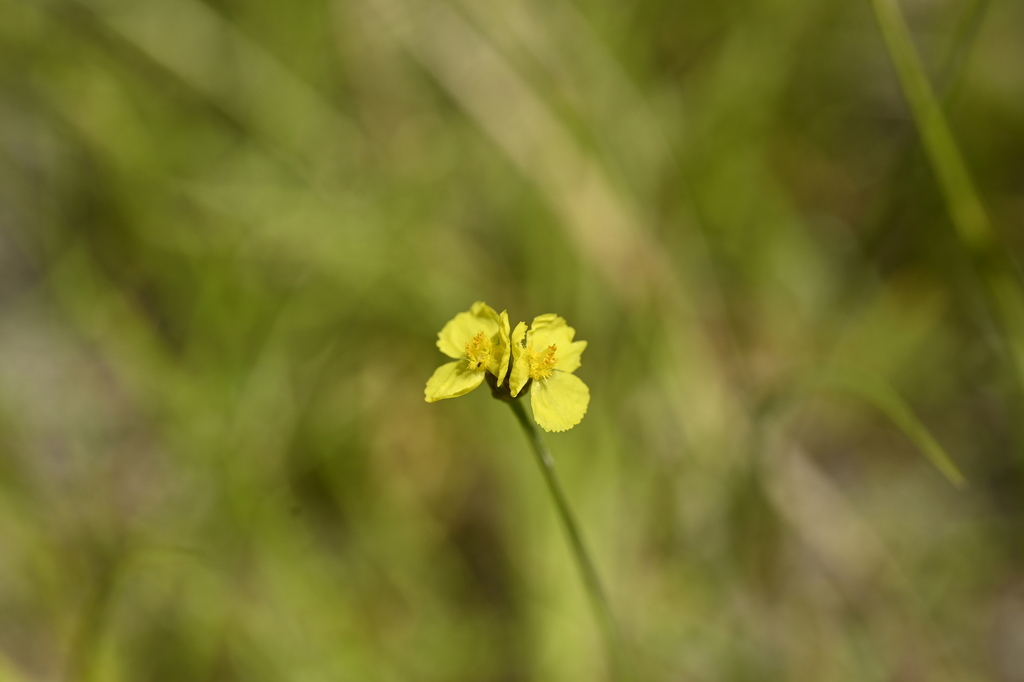 Xyris indica; photograph (c) 曾昱承 Yu-Cheng Zeng, some rights reserved (CC BY)