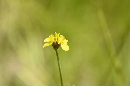 Xyris indica, photograph 2