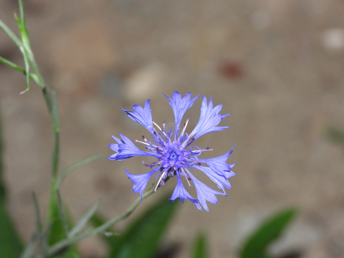 Cornflower