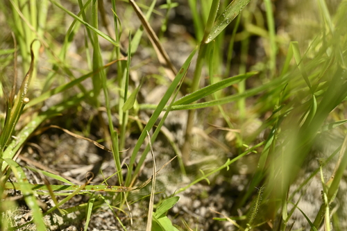 Xyris indica, photograph 3