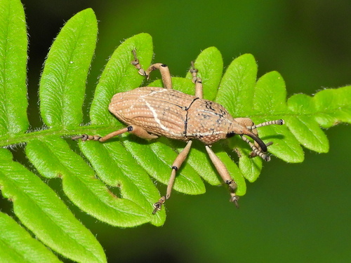 Cryptoderma fortunei