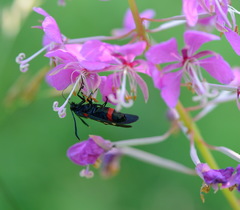 Zygaena ephialtes