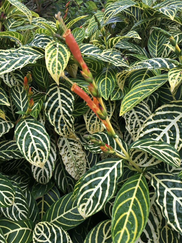 Sanchezia tigrina