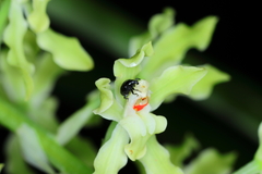 Gomesa crispa, photograph (c) Carlos Alexandre Mattos Raposo, some rights reserved (CC BY)