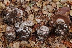 Cortinarius regalis image