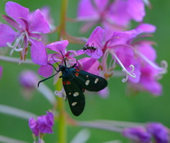 Zygaena ephialtes