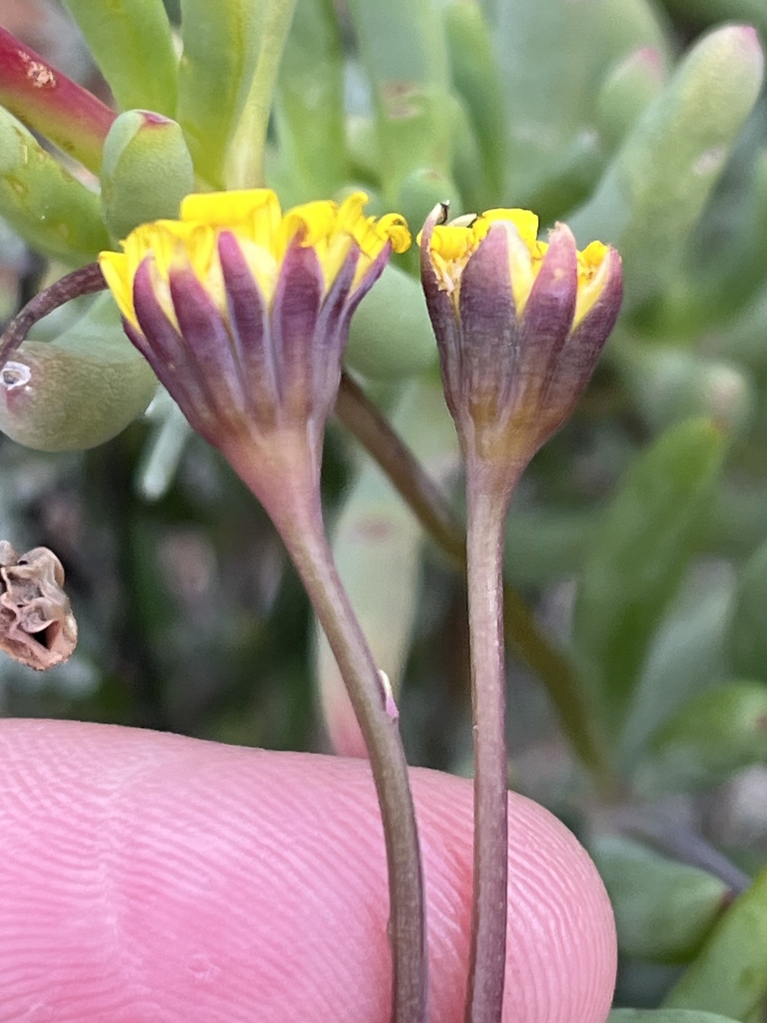 Crassothonna cacalioides