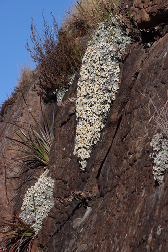 Image of Helichrysum sessilioides by (c) Tony Rebelo, some rights reserved (CC BY-SA)