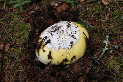 Amanita vernicoccora image