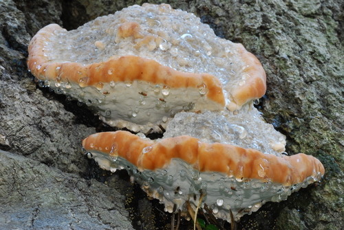 green cheese polypore