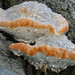 Fomitopsis spraguei - Photo (c) Christian Schwarz, alguns direitos reservados (CC BY-NC), uploaded by Christian Schwarz