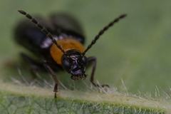 Luperomorpha xanthodera