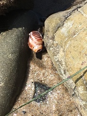 Ocinebrina