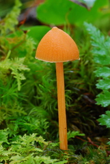 Entoloma quadratum image