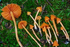 Entoloma quadratum image