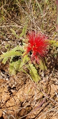 Calliandra dysantha