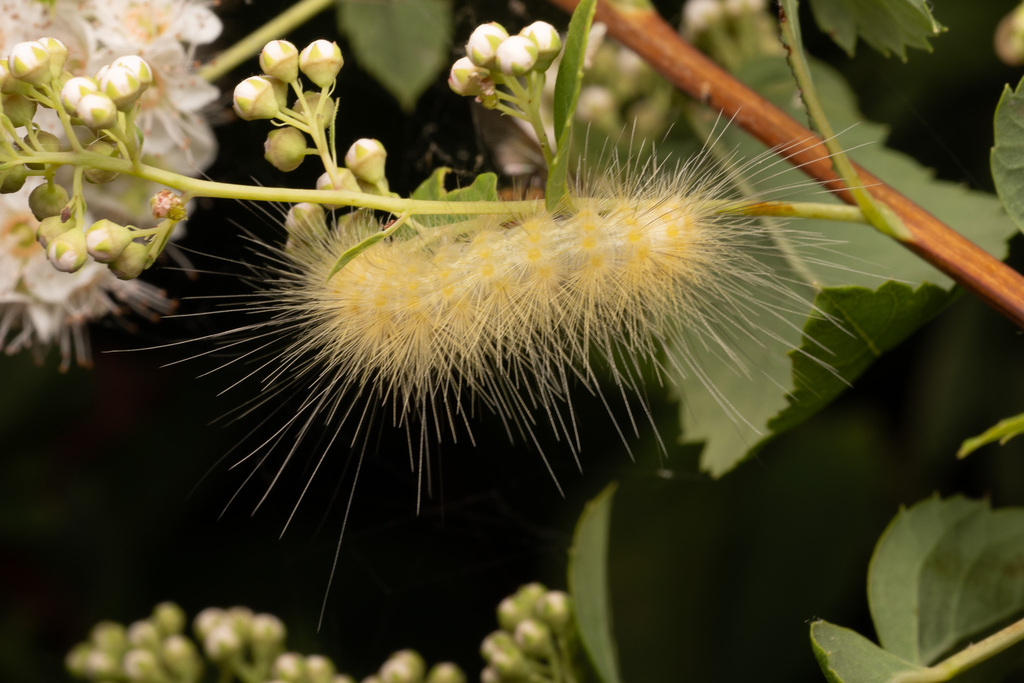 Virginian tiger moth (Spilosoma virginica)