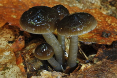 Gliophorus irrigatus image