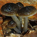 Slimy Waxcap - Photo (c) Christian Schwarz, some rights reserved (CC BY-NC), uploaded by Christian Schwarz