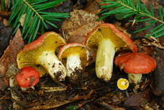 Hypomyces luteovirens image