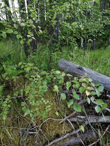 Image of Betula fruticosa by (c) Roman A. Lagazyuk (Роман А. Лагазюк), some rights reserved (CC BY)