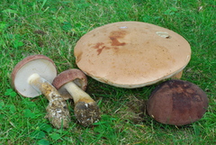 Tylopilus rubrobrunneus image