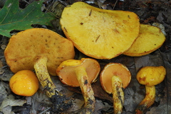 Suillus subaureus image