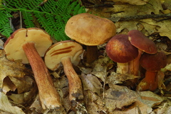 Tylopilus badiceps image