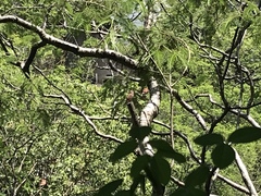 Glaucidium palmarum