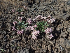 Calyptridium monospermum