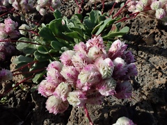 Calyptridium monospermum