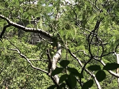 Glaucidium palmarum