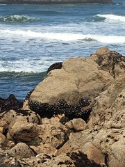 Mytilus californianus