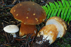 Clitopilus prunulus image